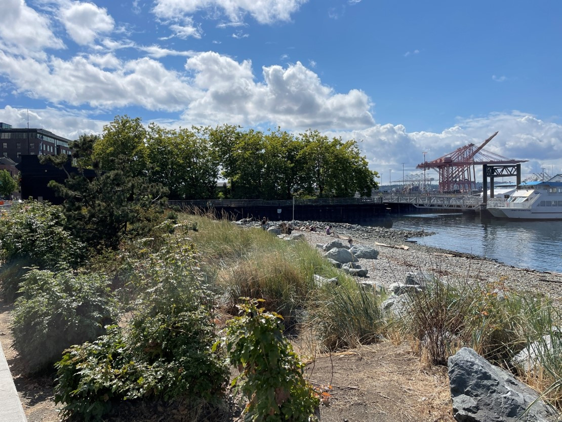 Visitors enjoying Habitat Beach in Pioneer Square South, showcasing log seating, boulders, and native plantings for public recreation.