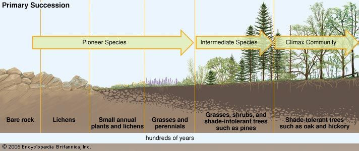 primary ecological succession