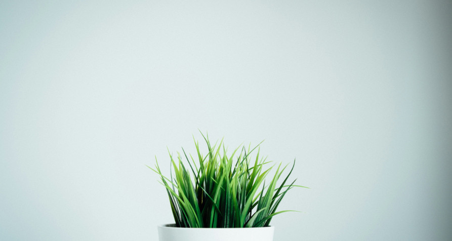Potted grass, symbolizing the early stages of plant colonization by pioneer species
