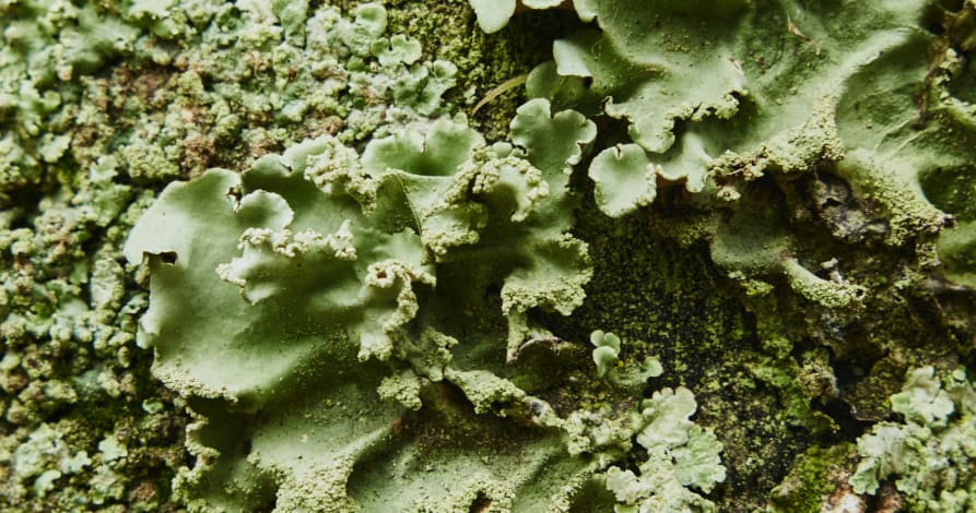 Moss and green plants covering rocks and soil, representing a later stage of ecological succession