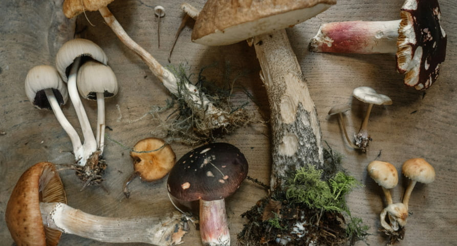 Mushrooms and fungi growing on decaying wood, highlighting their role in decomposition and nutrient cycling