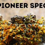 Lichens growing on a rock surface, illustrating pioneer species colonizing a barren environment